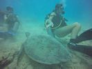 Hawaii Scuba divng 51