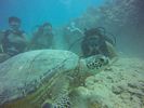 Hawaii Scuba divng 56