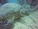 Hawaii Scuba divng 59