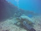 Hawaii Scuba divng 63