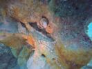 Hawaii Scuba divng 68