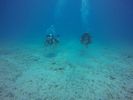 Hawaii Scuba divng 74