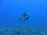 Hawaii Scuba divng 19