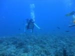 Hawaii Scuba divng 20