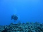 Hawaii Scuba divng 34