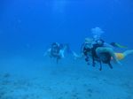 Hawaii Scuba divng 37