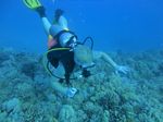 Hawaii Scuba divng 38