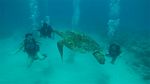Hawaii Scuba divng 22