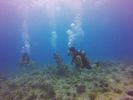 Hawaii Scuba divng 26