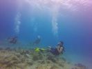 Hawaii Scuba divng 36