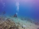 Hawaii Scuba divng 39