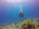 Hawaii Scuba divng 42