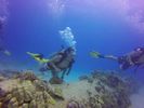 Hawaii Scuba divng 52