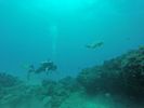 Hawaii Scuba divng 15