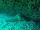 Hawaii Scuba divng 16