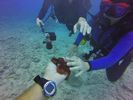 Hawaii Scuba divng 36