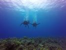 Hawaii Scuba divng 66