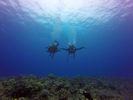 Hawaii Scuba divng 67