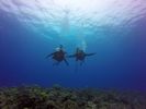 Hawaii Scuba divng 68