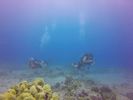 Hawaii Scuba divng 15