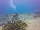 Hawaii Scuba divng 26