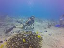Hawaii Scuba divng 28