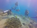 Hawaii Scuba divng 30