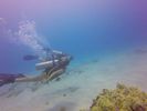 Hawaii Scuba divng 34