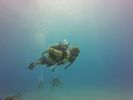 Hawaii Scuba divng 39