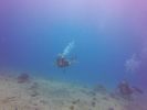 Hawaii Scuba divng 57