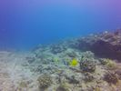 Hawaii Scuba divng 67