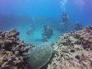 Hawaii Scuba divng 74