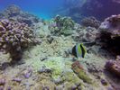 Hawaii Scuba divng 44