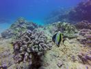 Hawaii Scuba divng 45