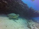 Hawaii Scuba divng 60