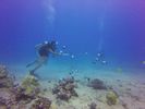 Hawaii Scuba divng 66