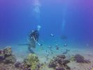 Hawaii Scuba divng 67