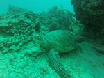Hawaii Scuba divng 20