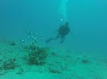 Hawaii Scuba divng 03