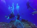 Hawaii Scuba divng 19