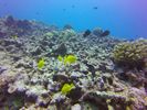 Hawaii Scuba divng 33