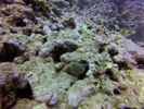 Hawaii Scuba divng 34