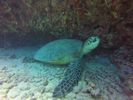 Hawaii Scuba divng 35