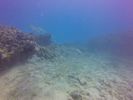 Hawaii Scuba divng 41