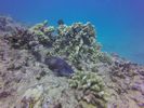 Hawaii Scuba divng 42