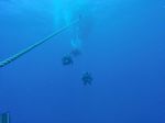 Hawaii Scuba divng 01