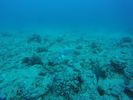 Hawaii Scuba divng 12