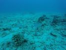 Hawaii Scuba divng 13