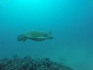 Hawaii Scuba divng 36