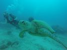 Hawaii Scuba divng 44